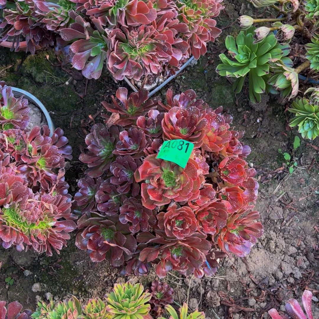 黑宝石法师朵朵5-1