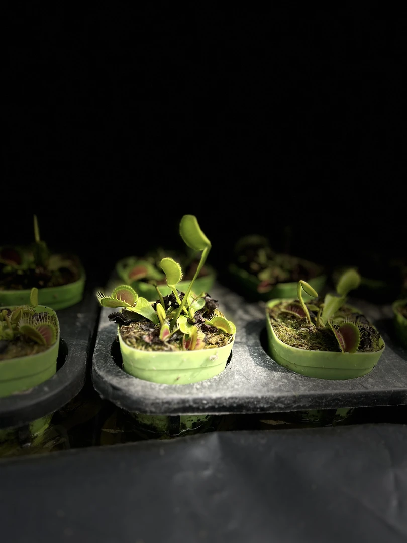 户外微盆景苔藓蕨类植物食虫植物素材（一物一拍）