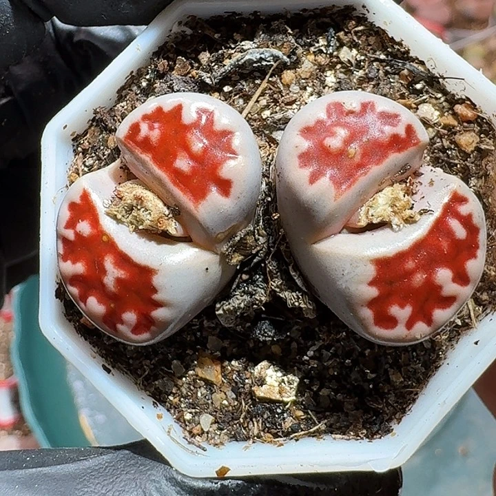 甜***茶生石花1111111。    137