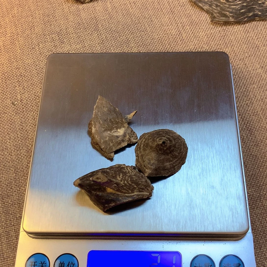 海南壳子2.1克多样性发一