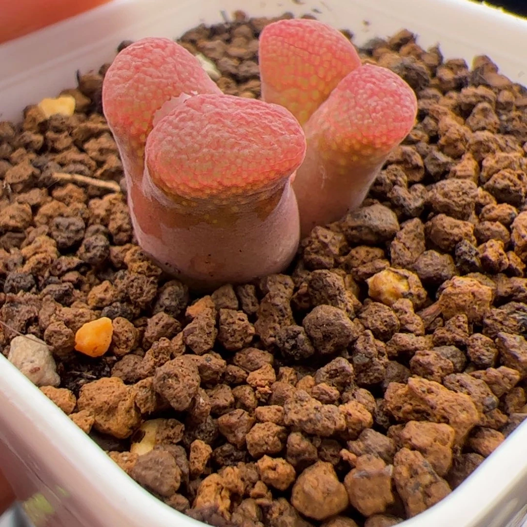 6.24日红多肉植物571
