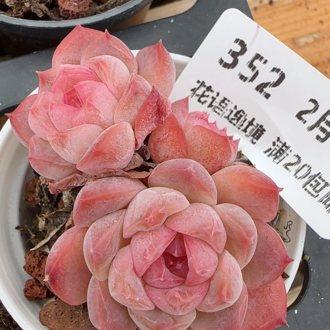 花语逸镜0204-352