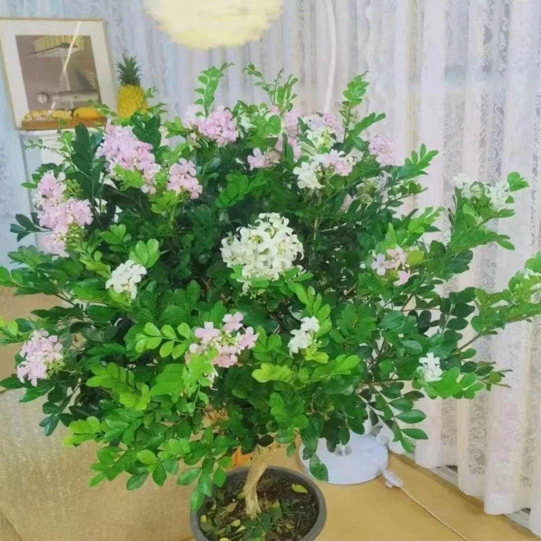 50 - 60九里香盆栽浓香花卉可净化空气驱蚊适合室内外种植