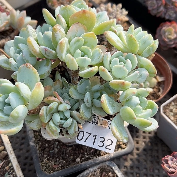 幸运的是我没有在