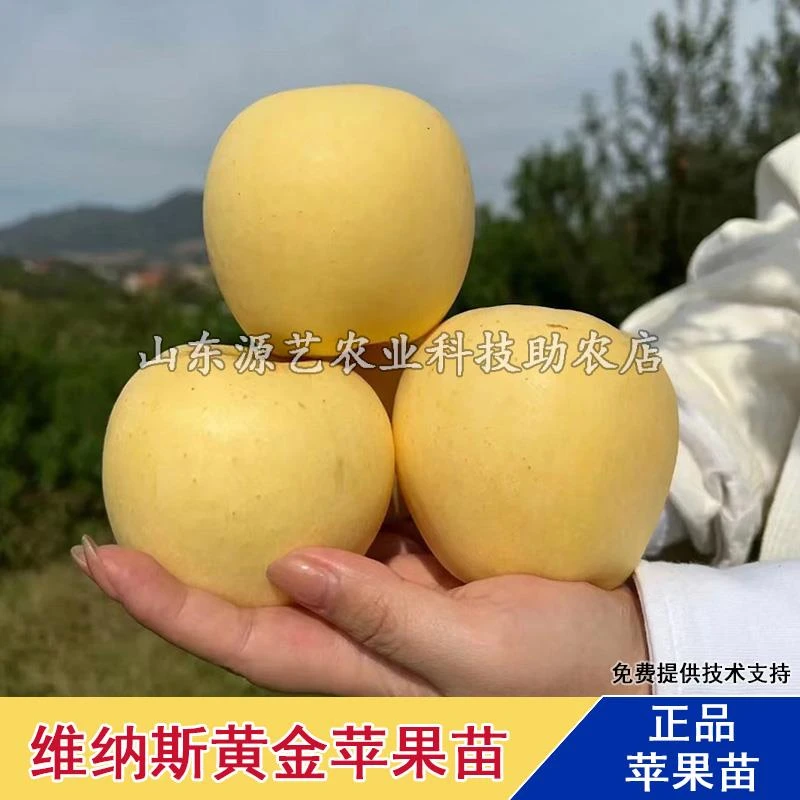 嫁接维纳斯黄金苹果树树苗无果锈晚熟高桩富士黄肉苹果苗果树果苗