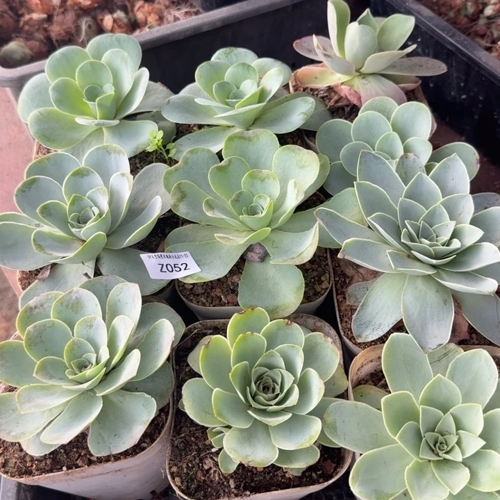 朱052。 山地玫瑰10颗混打包。量拍。