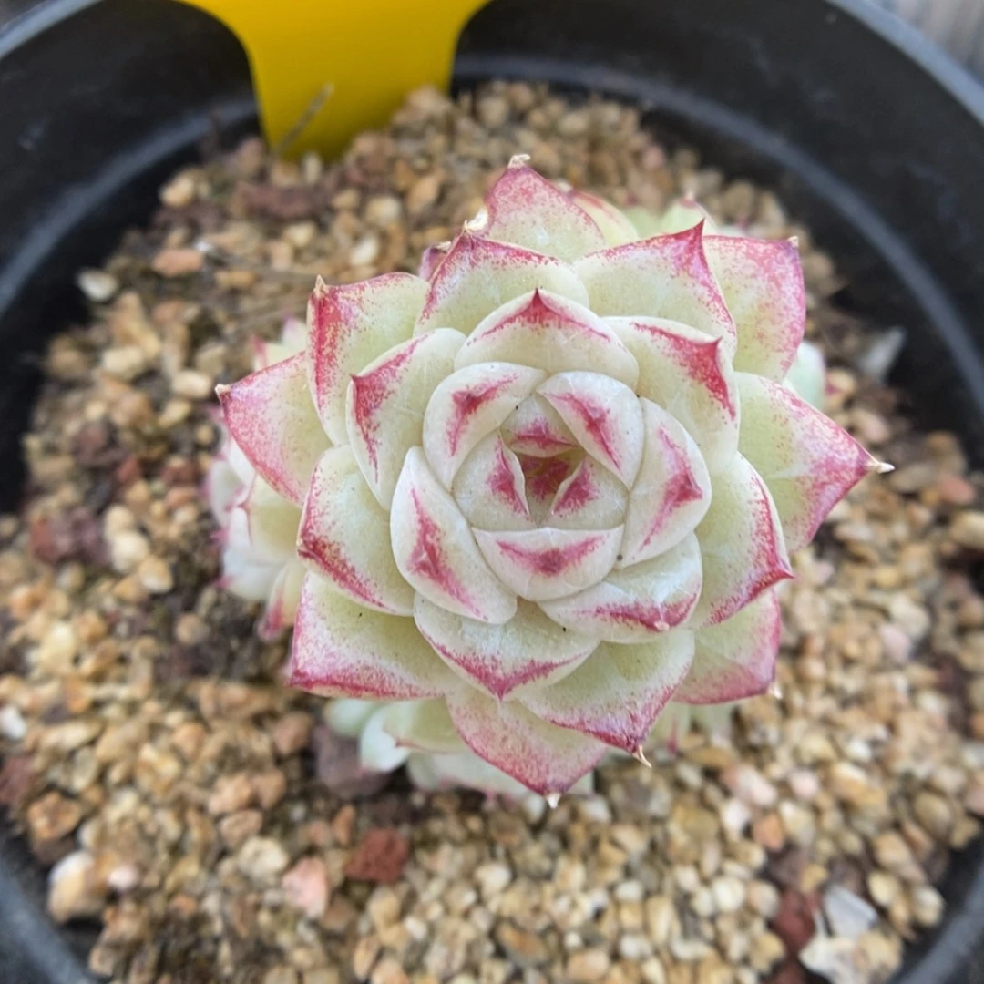 捧花麦秆群生360号。