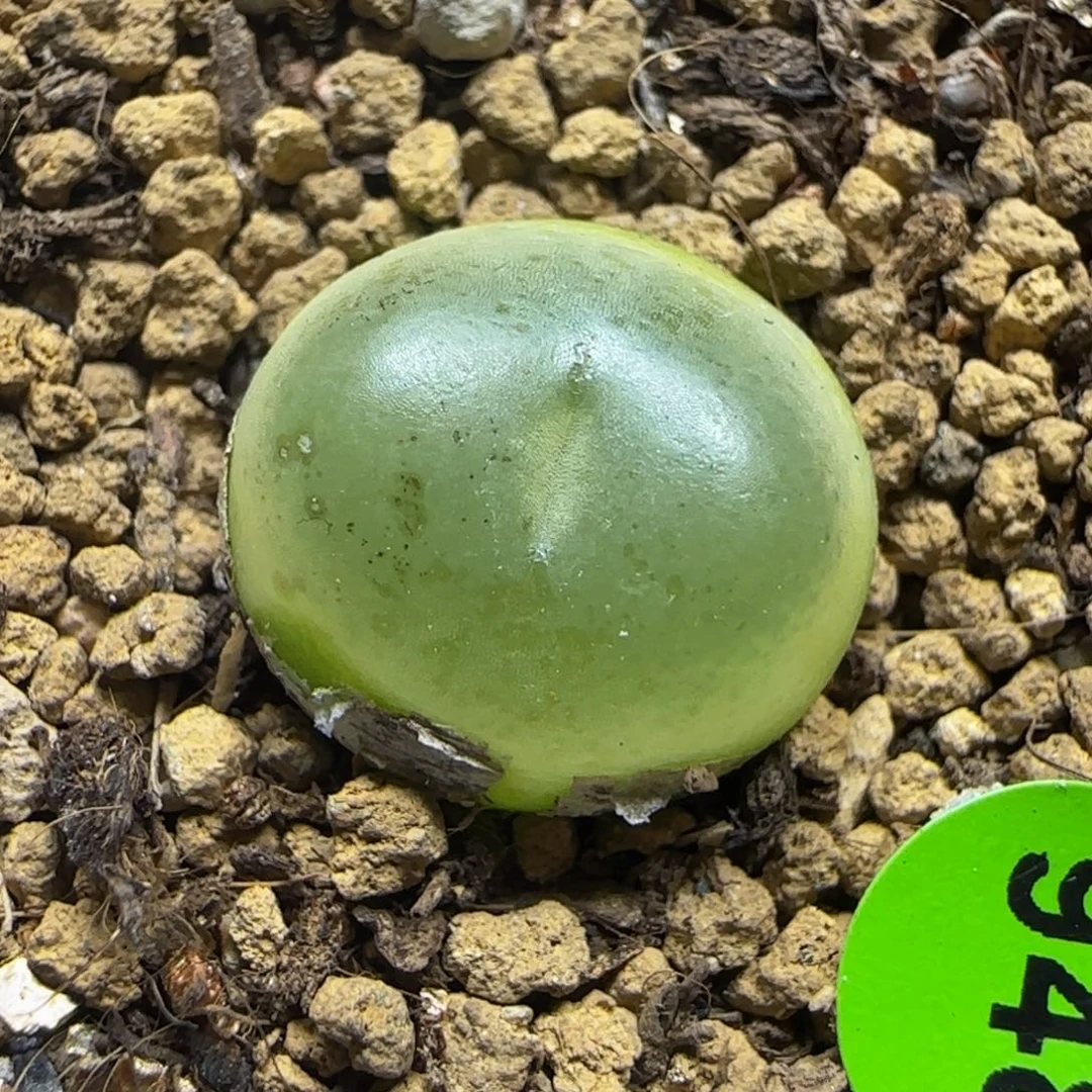 拉登1.5+多肉植物948