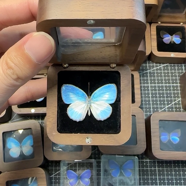 真蝴蝶标本优雅灰蝶