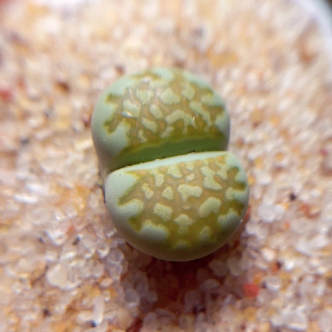 63号带盆包邮发货