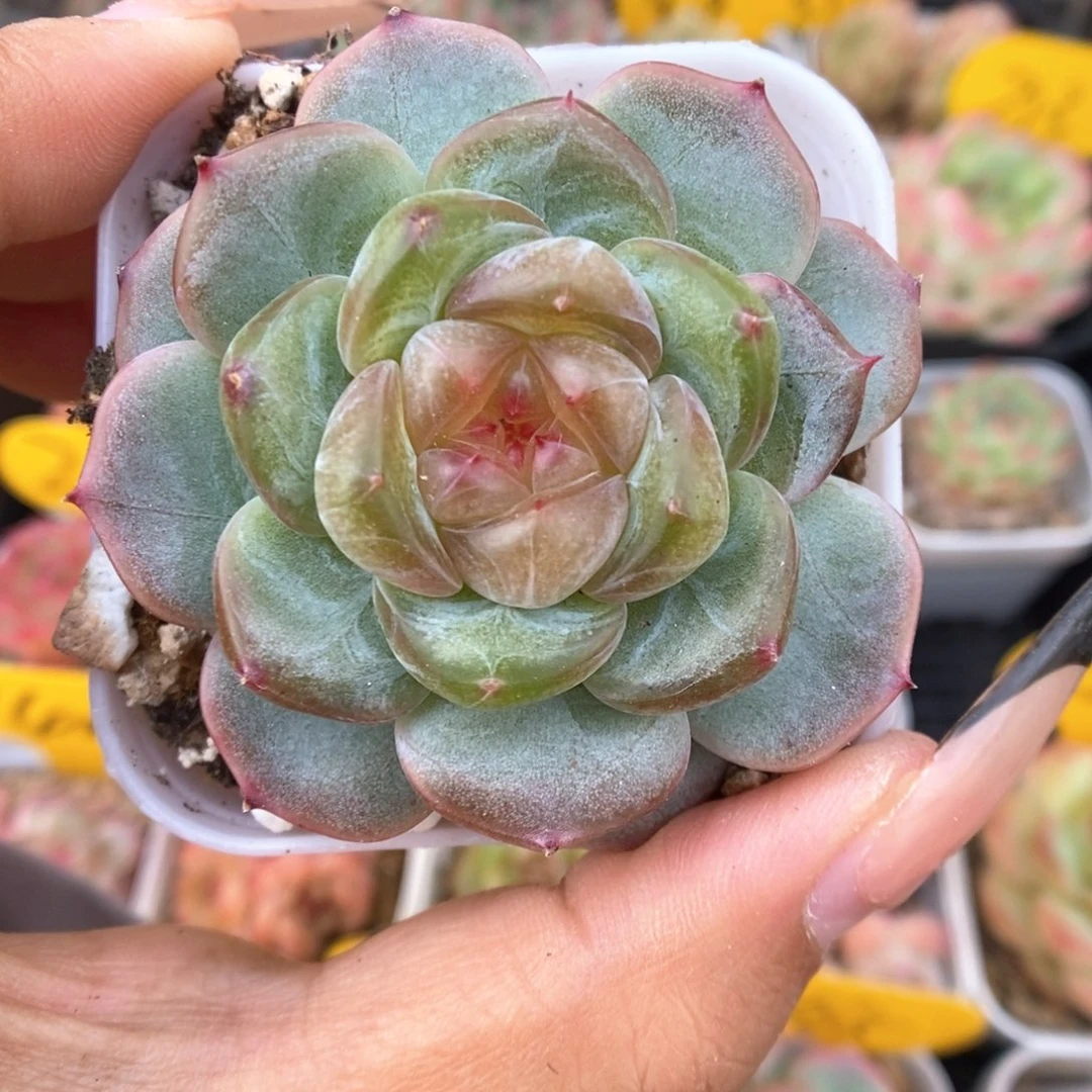 甜心可拍376号。