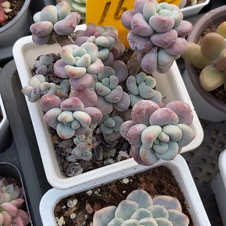 多肉酱红洛神1622