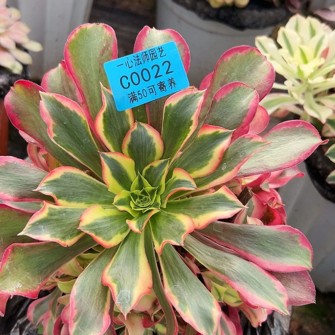 多肉植物0022郁金香