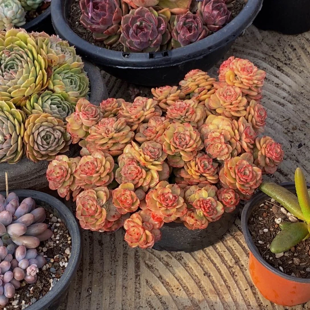 大*姐48包邮一物一拍多肉植物