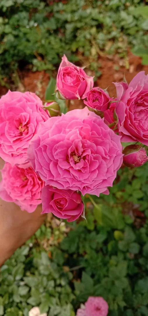 浓香藤本蔷薇花苗庭院阳台植物四季开花