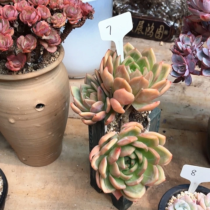 L***c多肉植物，香槟7号
