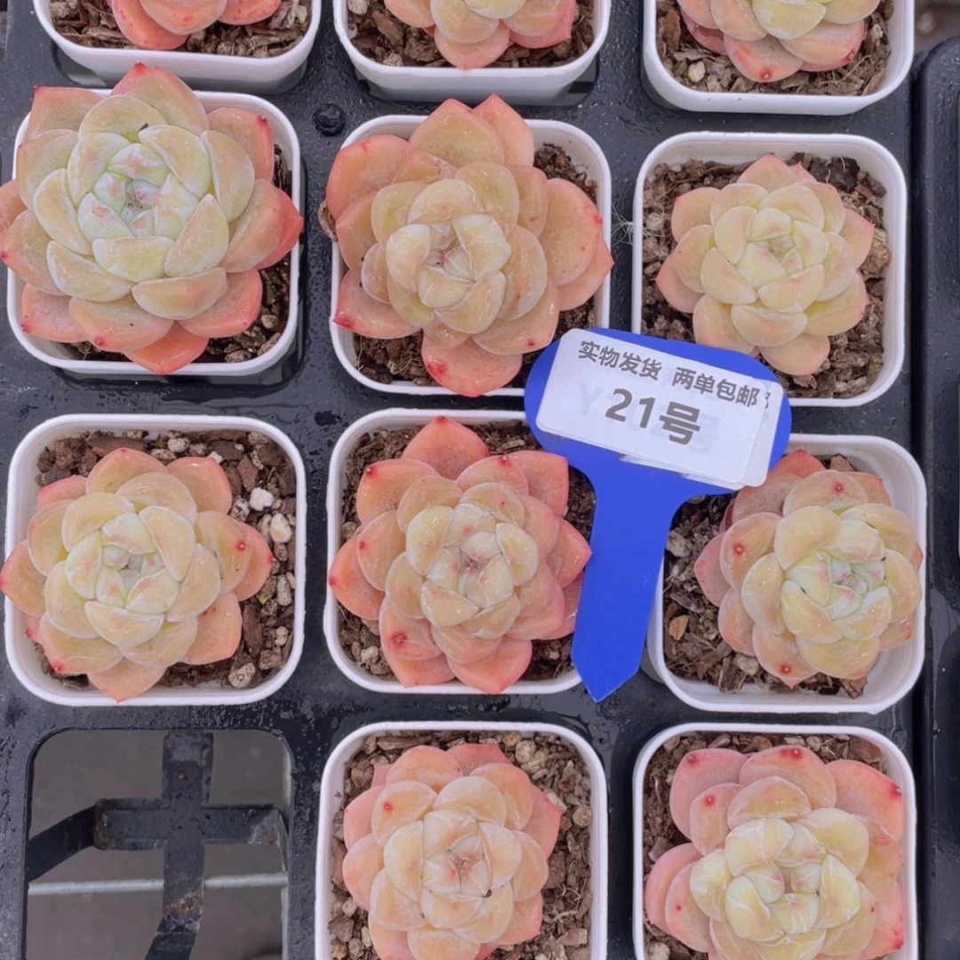 21号珍妮奶油刚毅单头两个