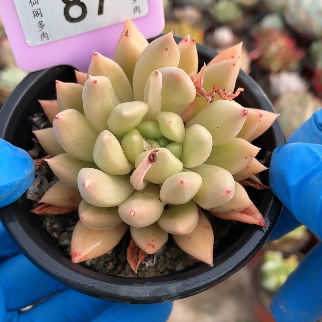 【闪购商品】芙*87号的