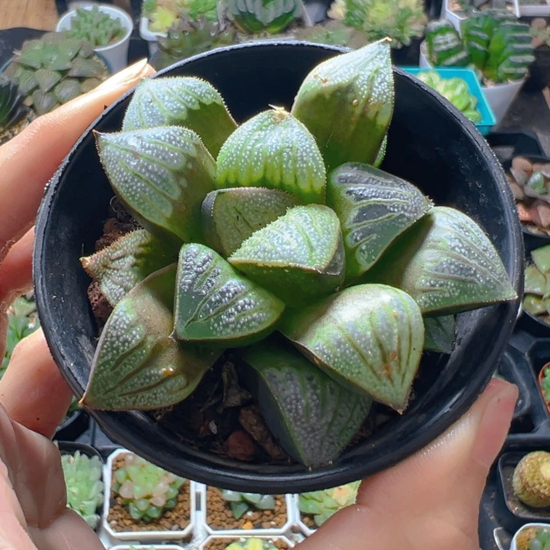 白羊座玉露多肉万象盆1