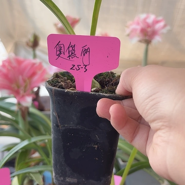 无花朵奥黛丽朱顶红直径2.5-3