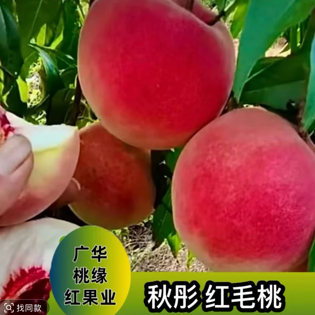 秋彤红毛桃落叶后发货