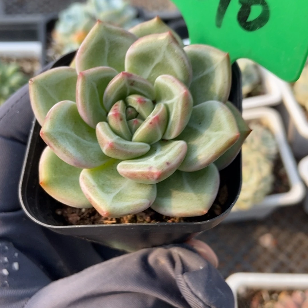 3010香槟多肉植物保护