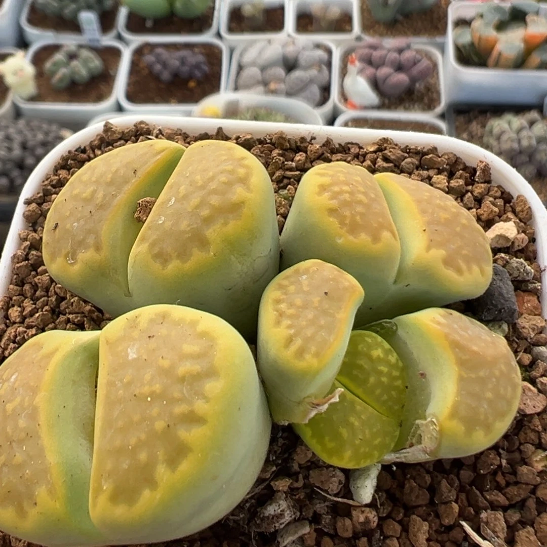 36多肉植物百科植物