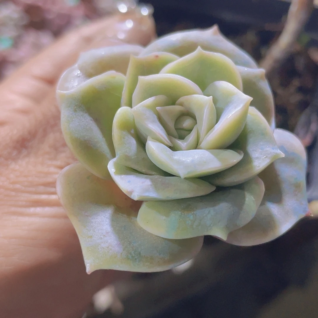 妞***妞可爱玫瑰锦 多肉植物