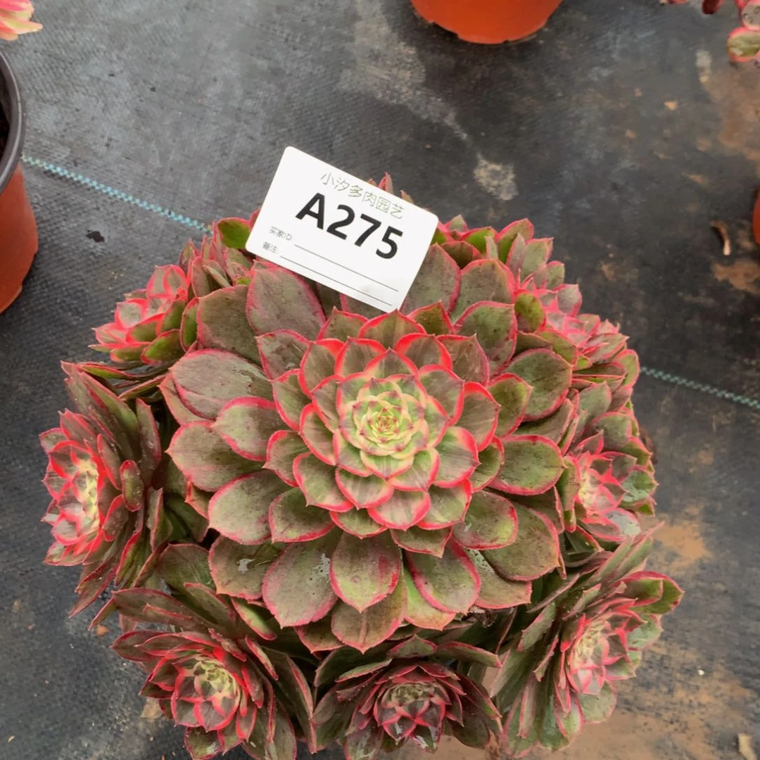 奔***…莲花2750000000