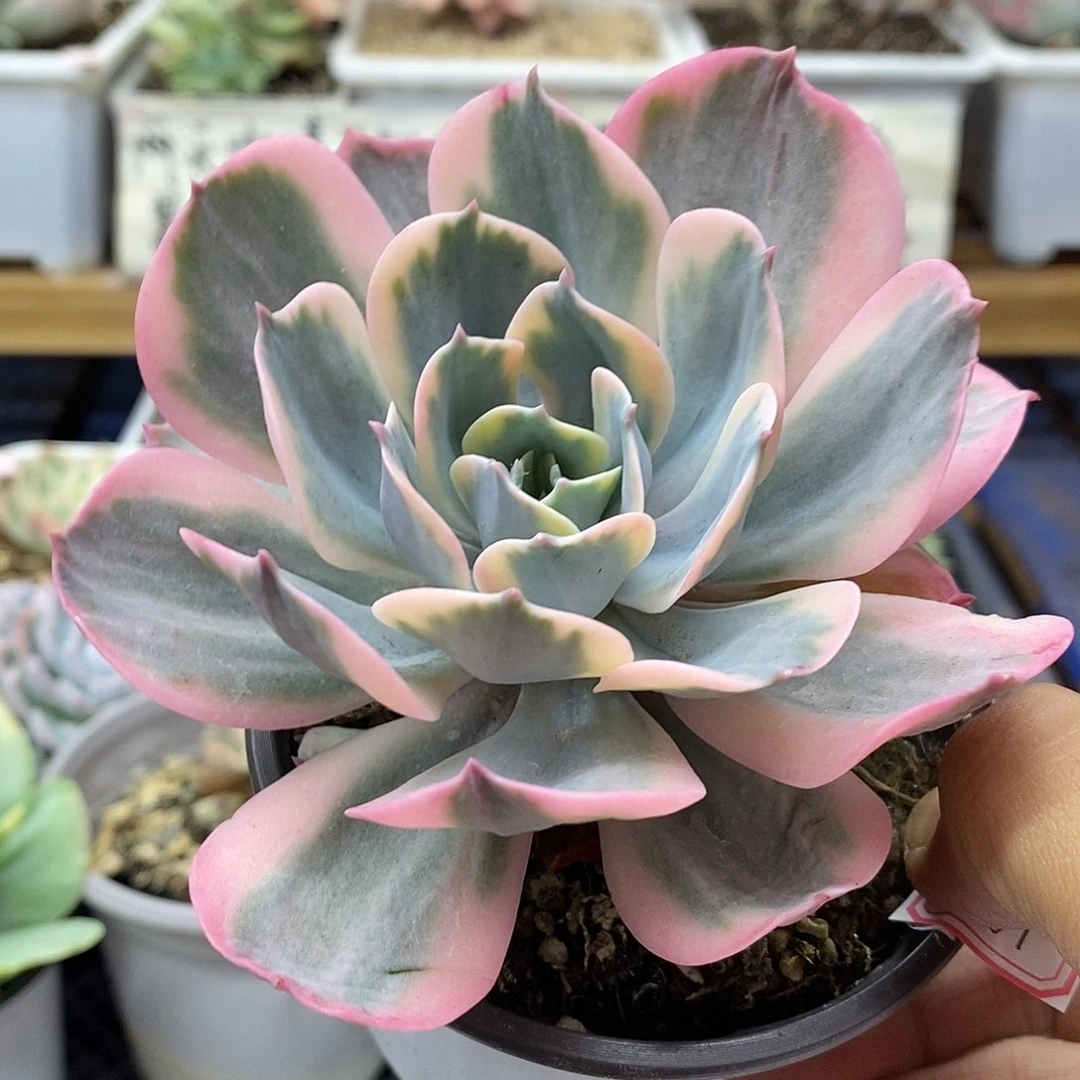 2061 玉凤锦多肉