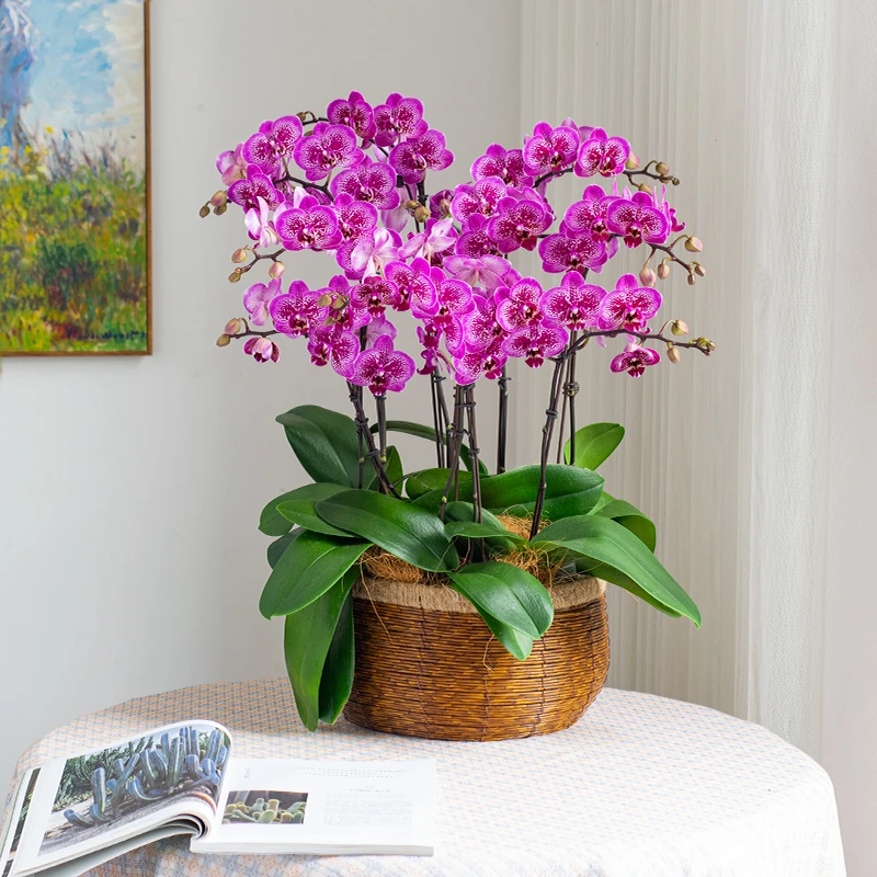 精品鲜花蝴蝶兰【孔雀】好养活室内花盆栽鲜花种植送礼乔迁婚礼