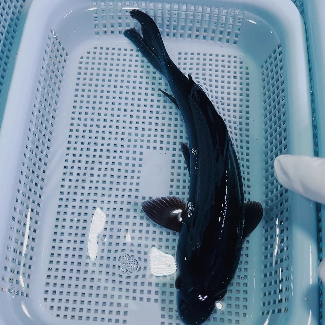 锦鲤锦鲤冷水鱼观赏