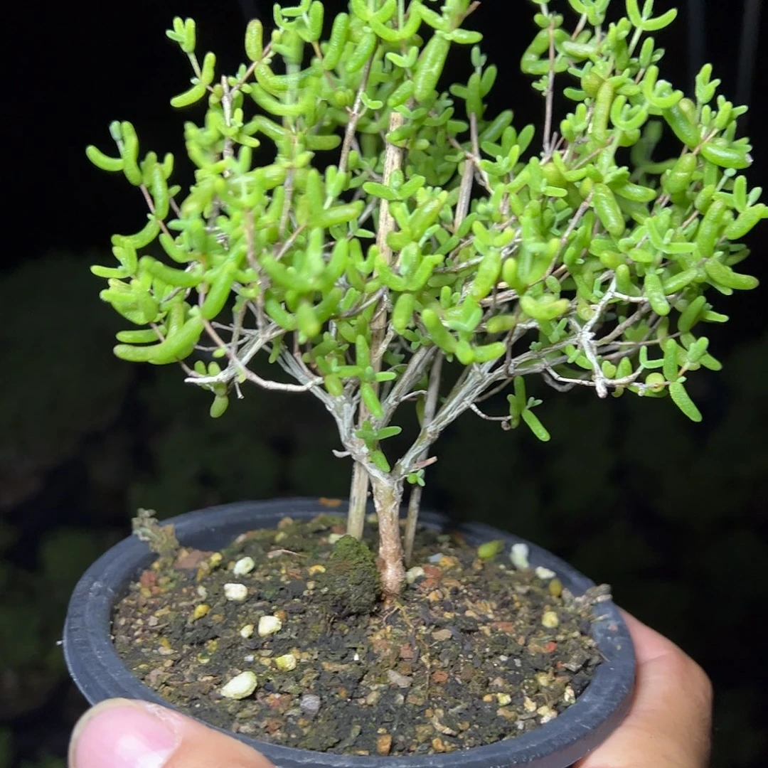 糖球黄虎斑锦120盆老桩