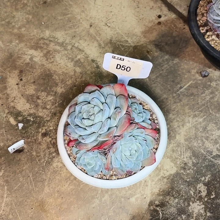 上****冰玉一物一拍D50