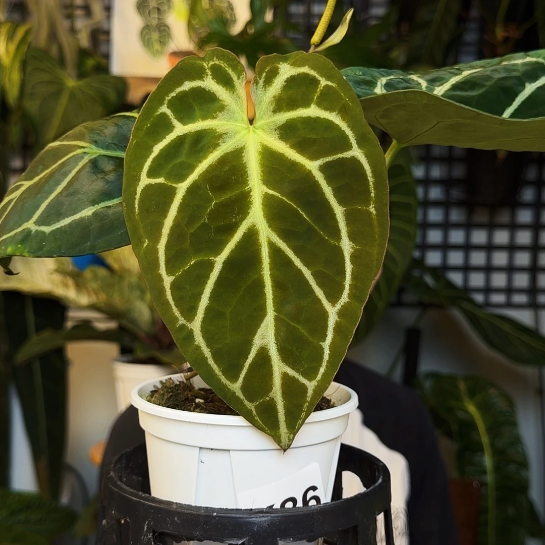 完全开放K86  蝴蝶花烛