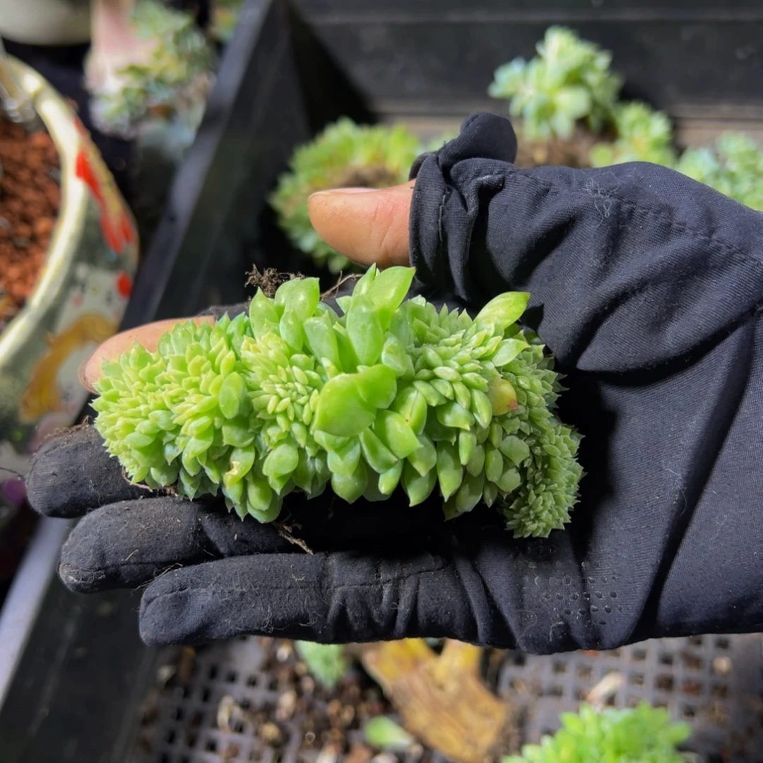 小桃花冰魄缀微瑕