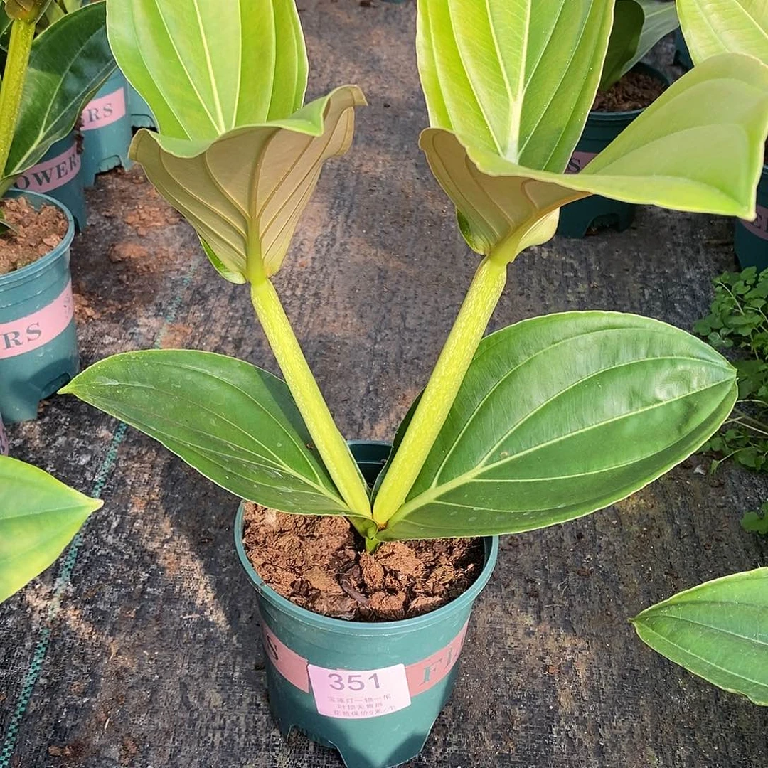 木本植物木本花卉351