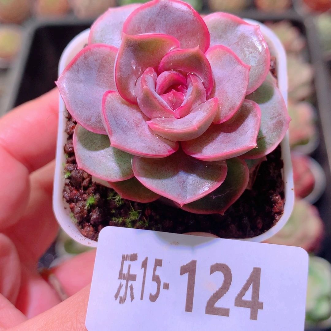 乐然15-124 新品单头
