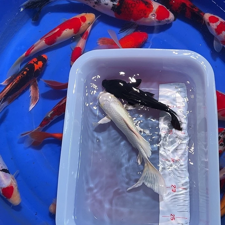 海水锦鲤的尾巴和尾巴