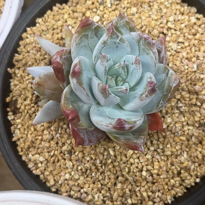 卡罗拉 双头 夏鸣园艺