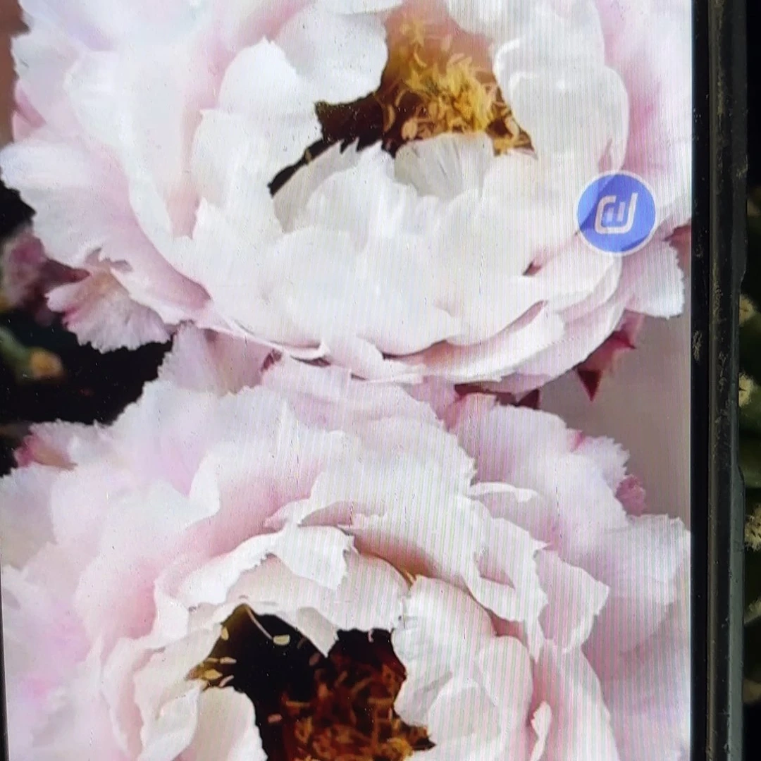 黑美人彩侧牙20包邮仙人球2