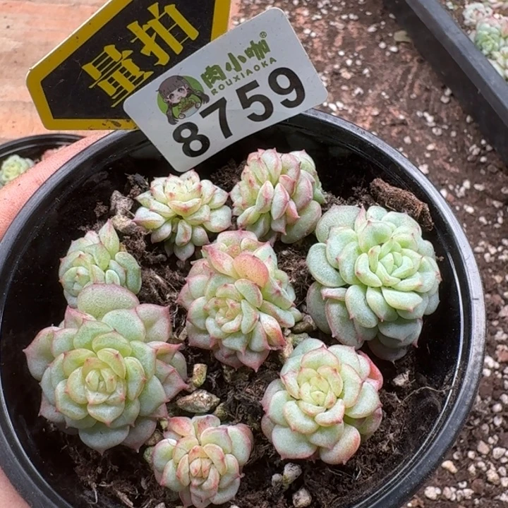 多肉植物多肉植物