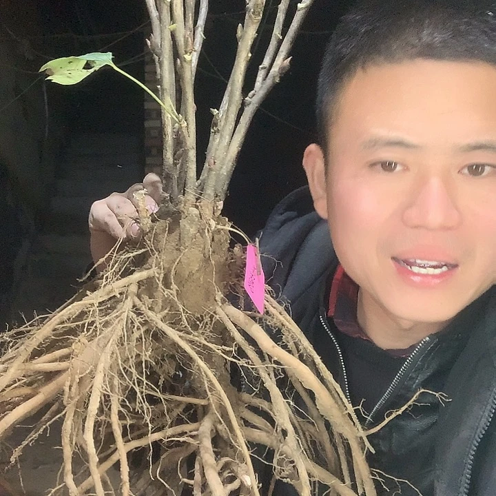 梦***南当前无花栽培后可以开花