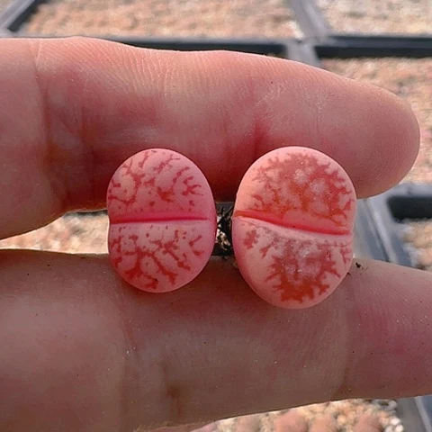 用****01974源氏玉锦脱土发货