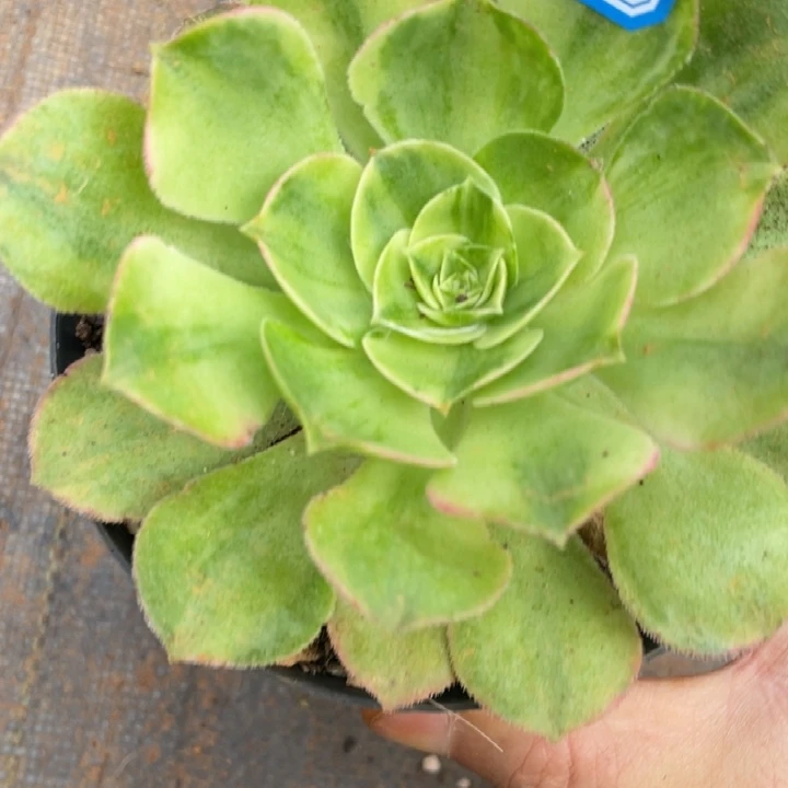 145香炉盘七彩带盆土
