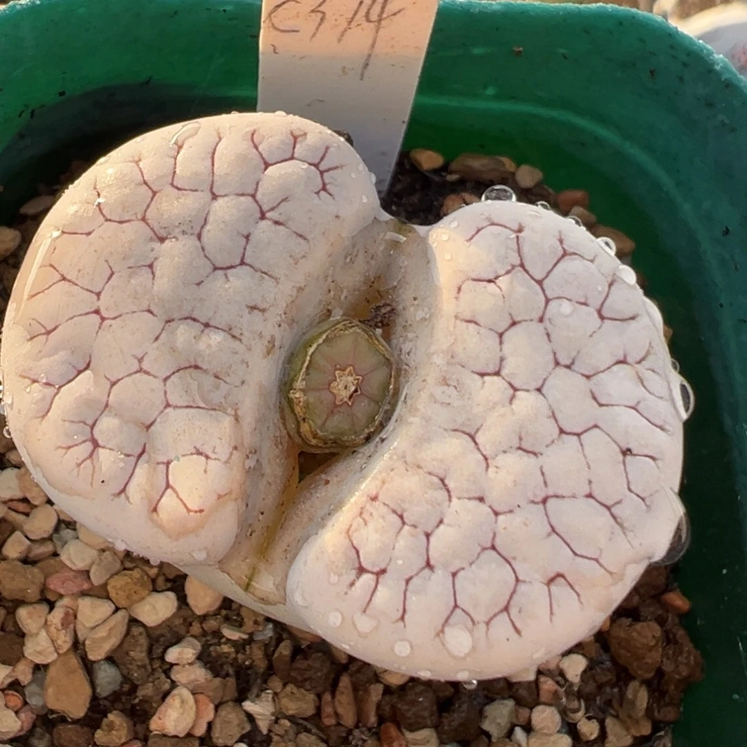 C374 多肉植物百科