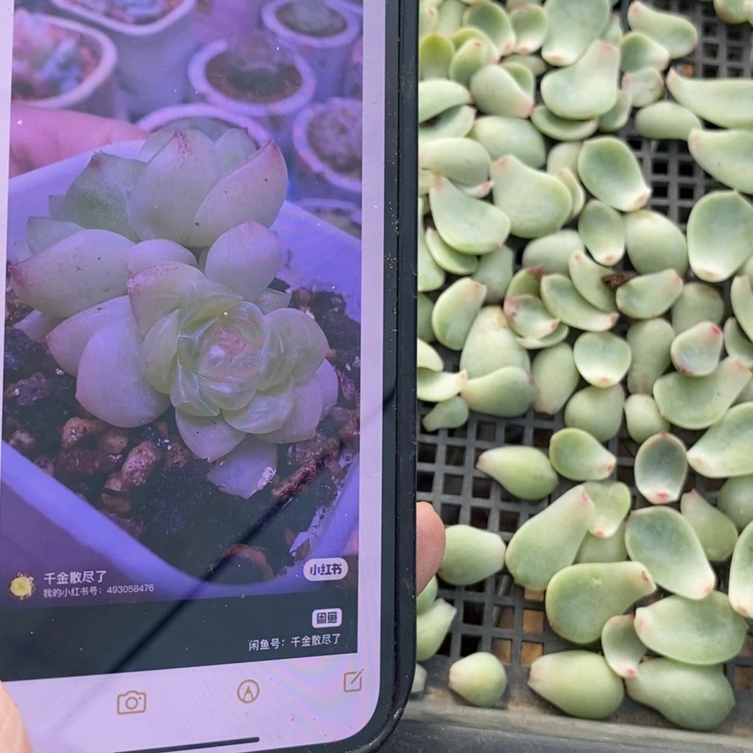 纯叶片甜心481叶片一个