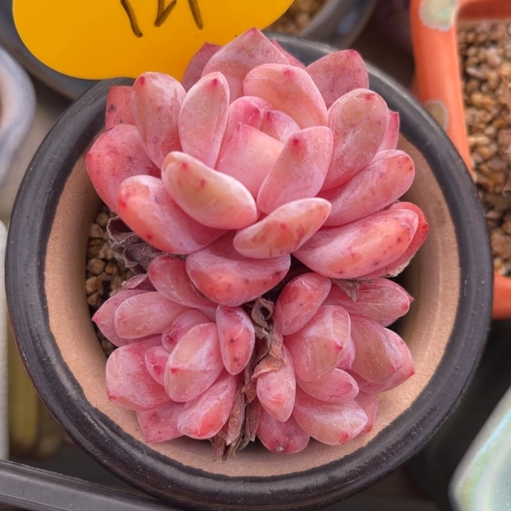 韩货橙梦露老桩群129