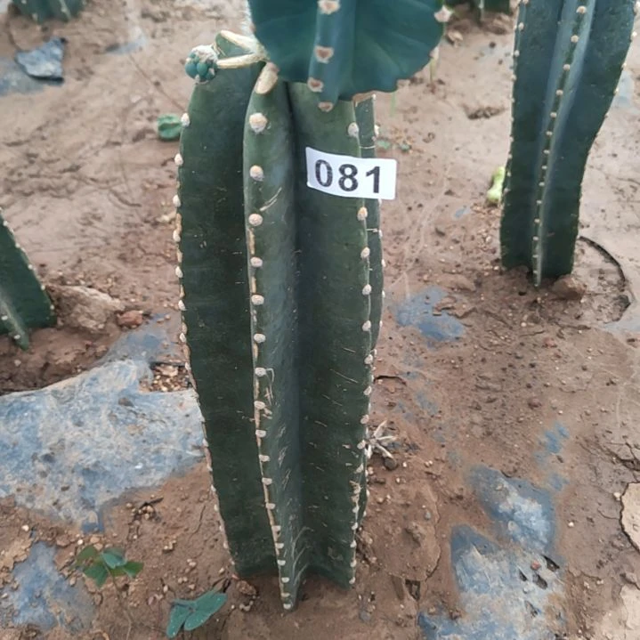 佰***川量天尺1个西棚081