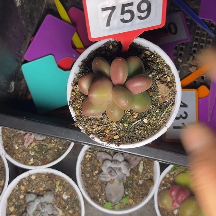 一***条多肉植物芒果奶759